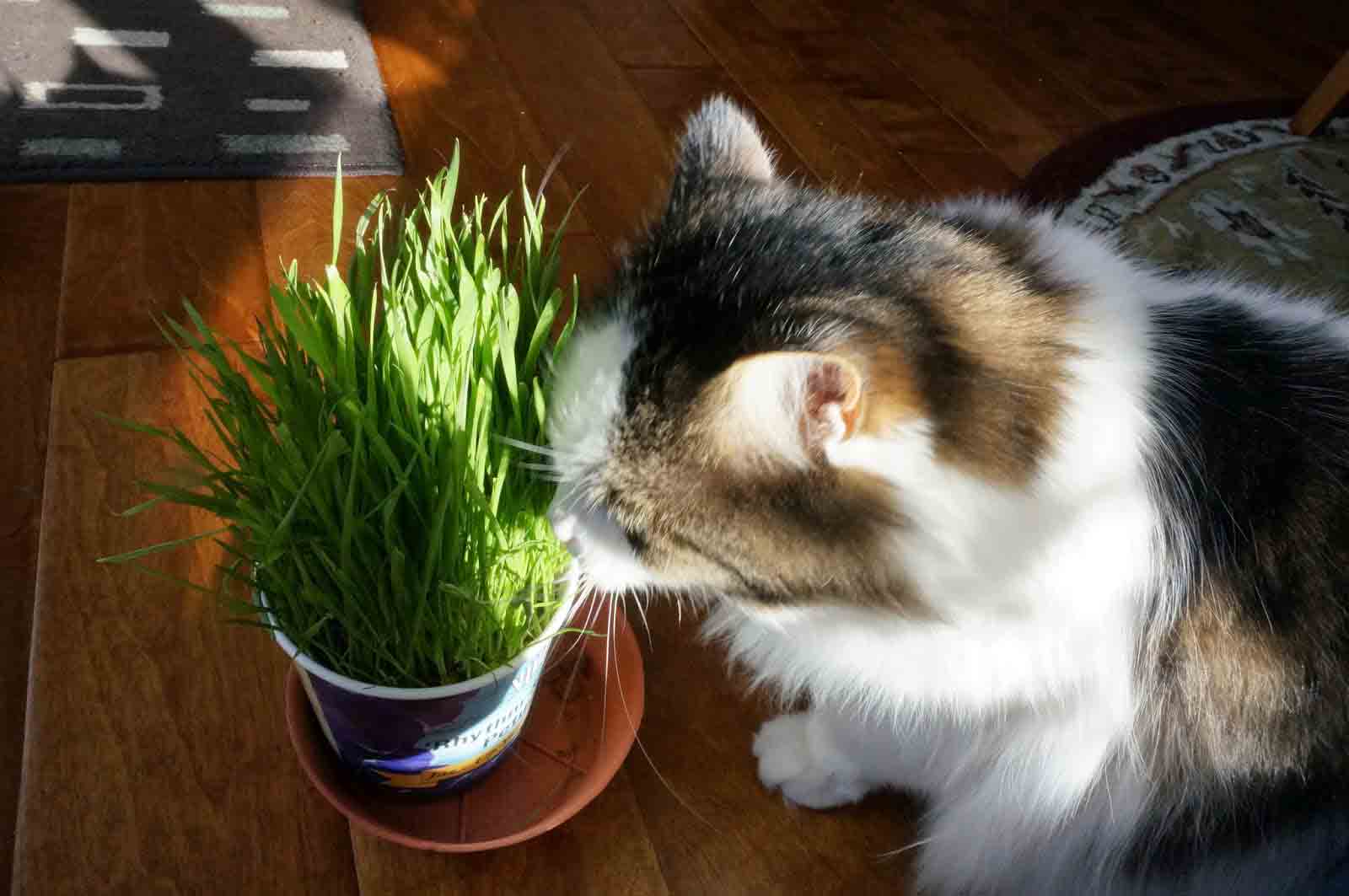 Anjing dan kucing makan rumput alasan tanya dokter hewan