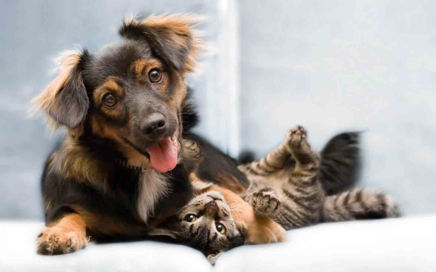 4 Hal penting memelihara anjing dan kucing