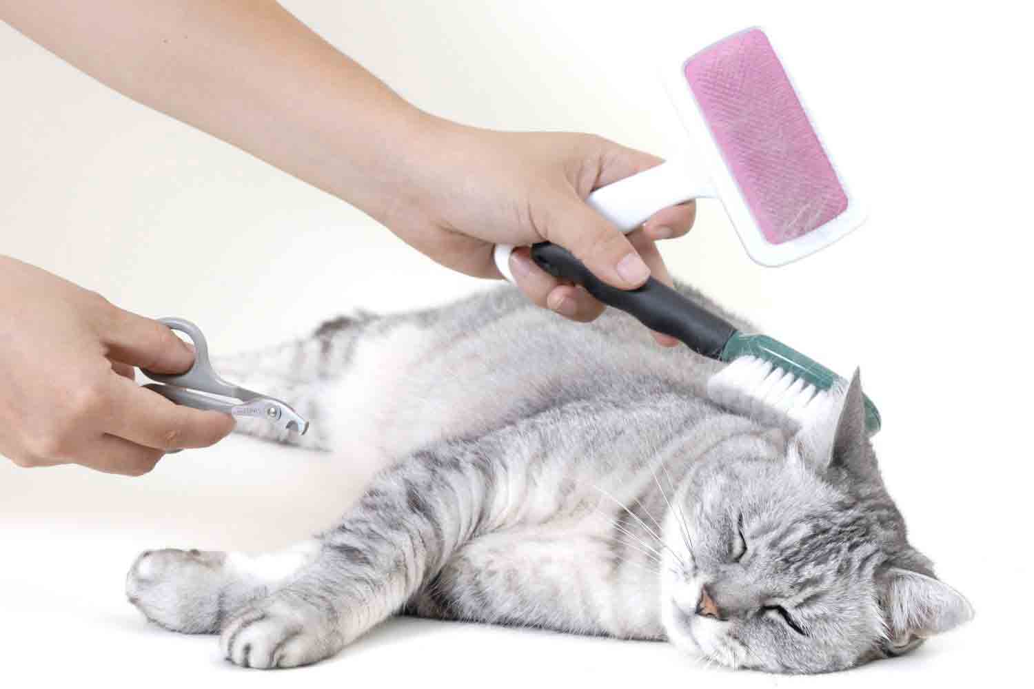 grooming anjing kucing;anjing;kuicng;dokter hewan