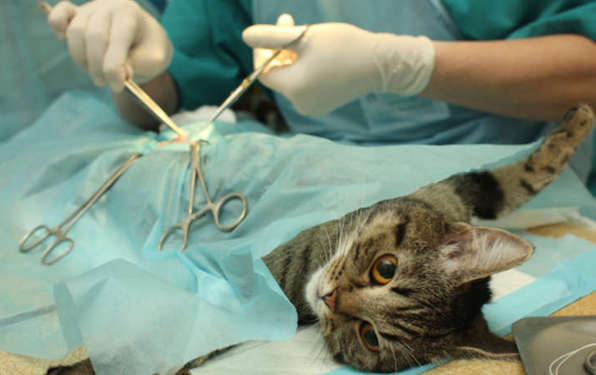Sterilisasi pada kucing