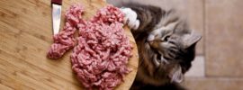 Panduan Lengkap Memilih Makanan Kucing dan Anjing