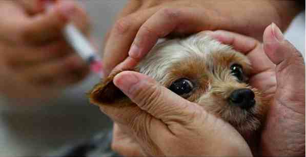 Mengapa Wajib Vaksinasi Pada Anjing dan Kucing