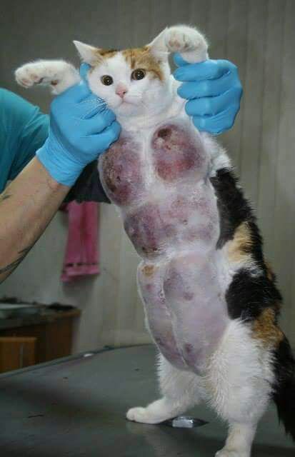 Penjelasan Lengkap Manfaat Sterilisasi Pada Kucing dan Anjing 